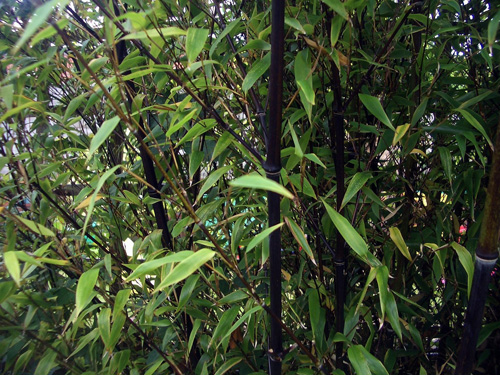 black bamboo plant