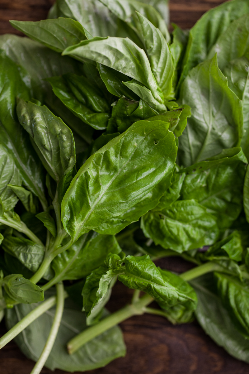 Freshly picked basil