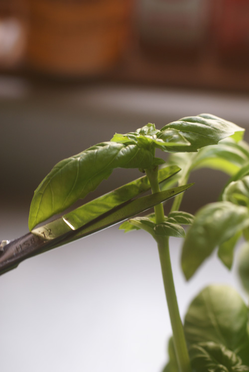 pruning basil with scissors