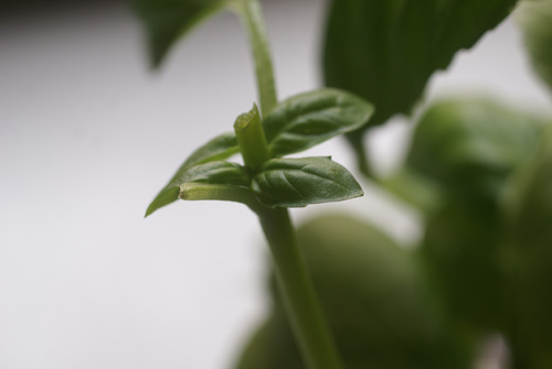 Pruned basil