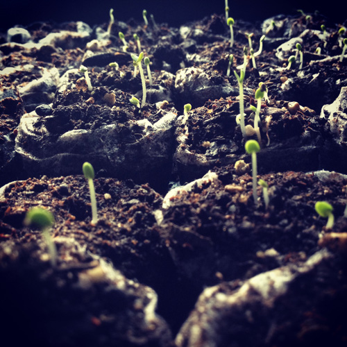 Basil sprouting