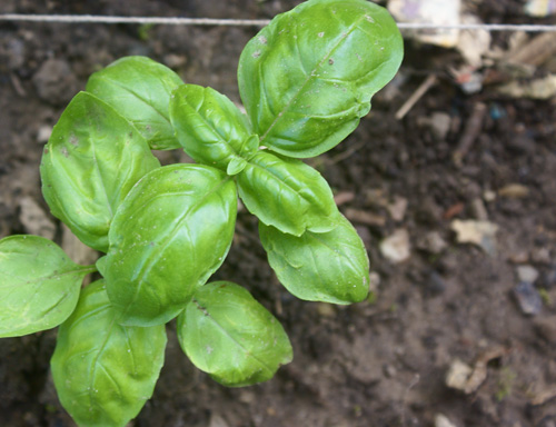 Basil growing in the garden