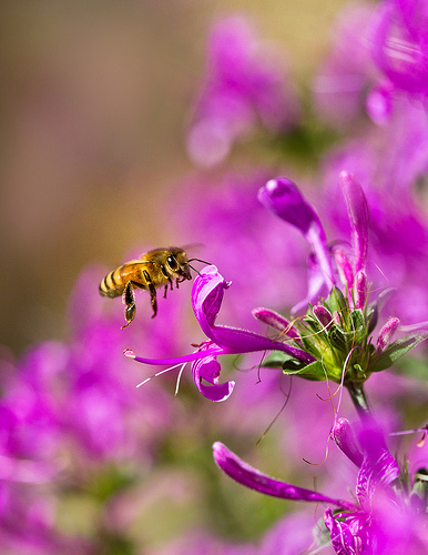 honey bee flying to flower