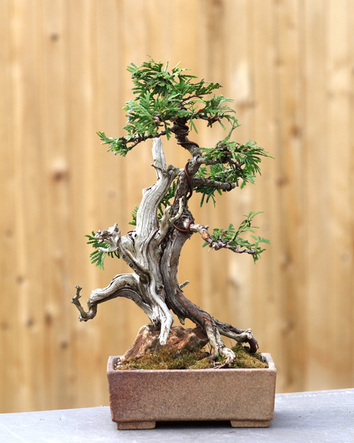 bonsai tree