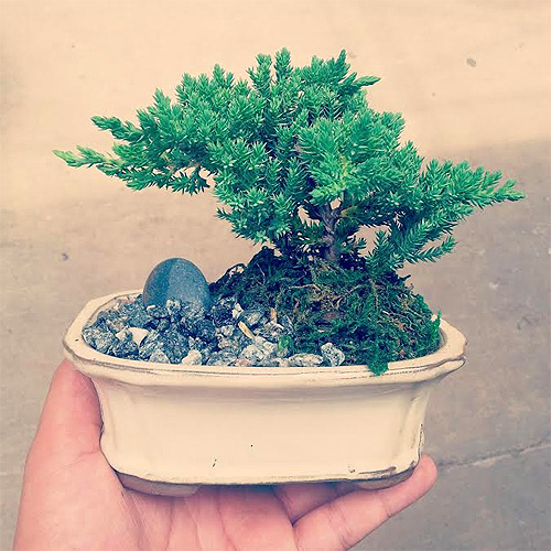 Potted Bonsai Tree