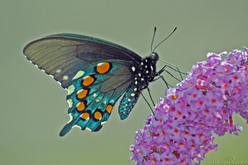 blue butterfly on flower