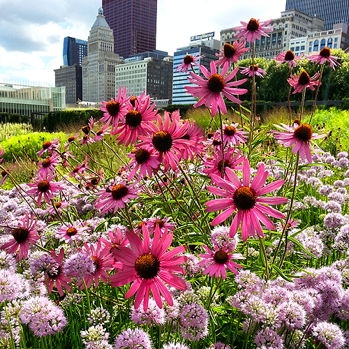 coneflowers