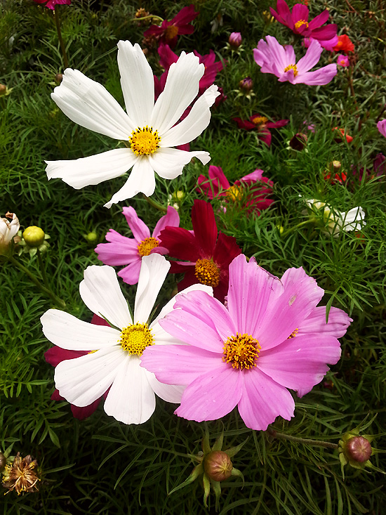 cosmos flowers