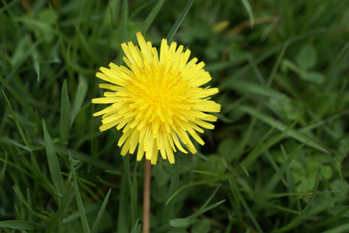 Dandelion flower