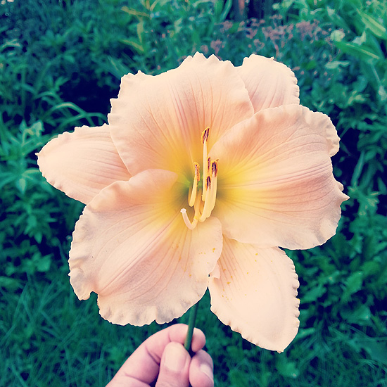 daylily