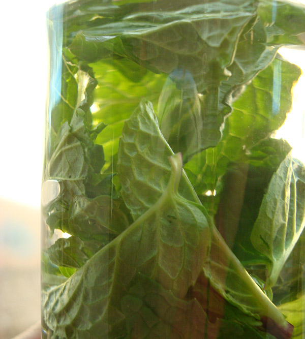 Homemade mint extract