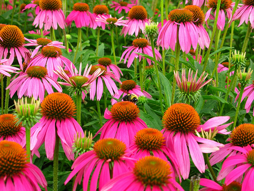 field of flowers