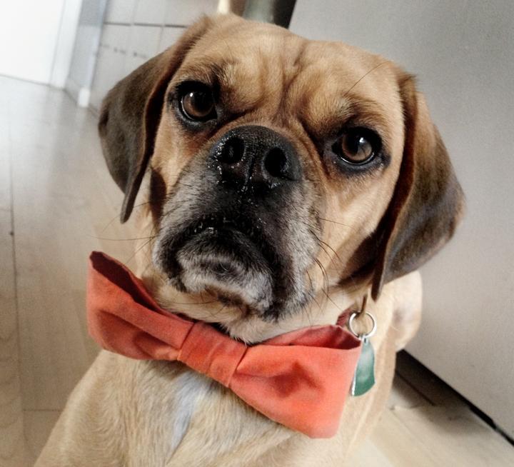 Pet Bow Tie Sewing Pattern for Dogs