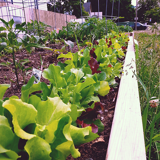 lettuce in garden