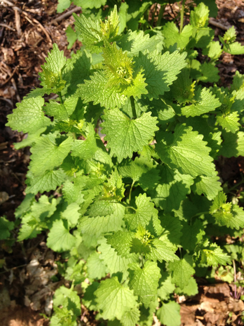 Garlic mustard plant