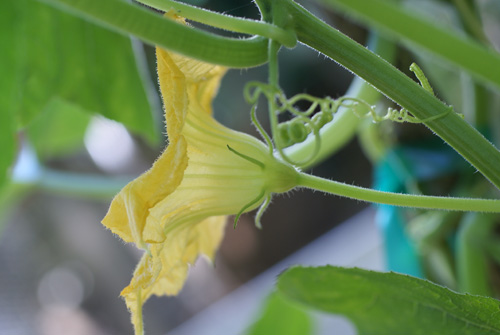 yellow squash flower on squash plant