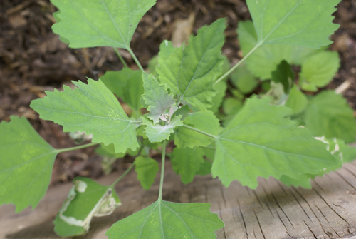 lambsquarters plant