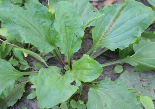 Plantain plant