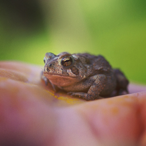 Toad