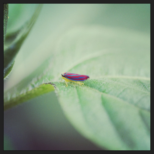 Insect on leaf