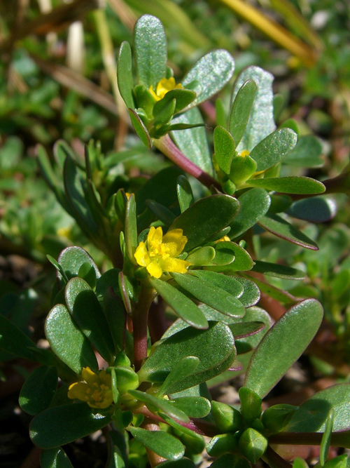 purslane