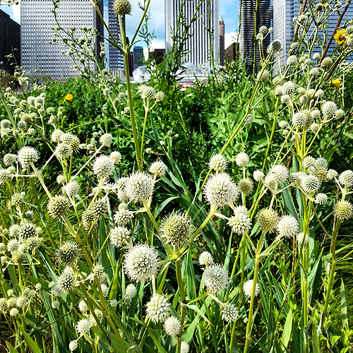 rattlesnakemaster