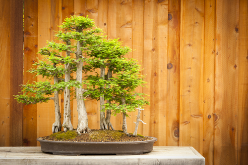 Beautiful Bald Cypress Bonsai Tree Forest Against A Wood Fence.
