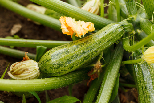 Zucchini Growing in Garden