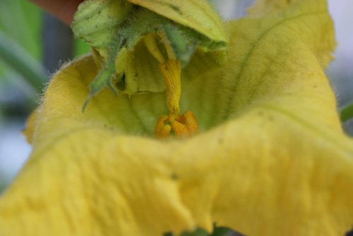male and female squash flowers