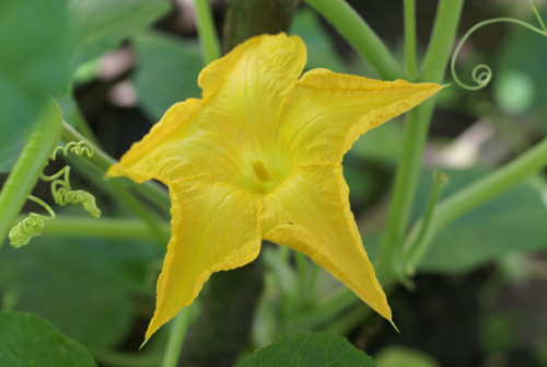 squash blossom