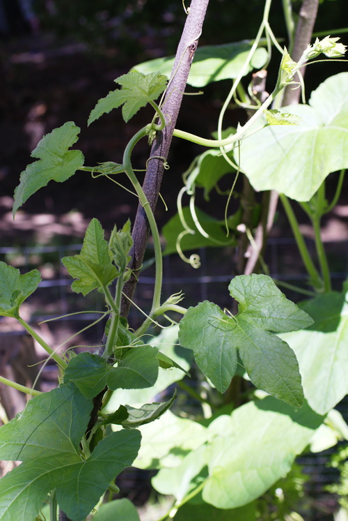 squash plant climbing trellis