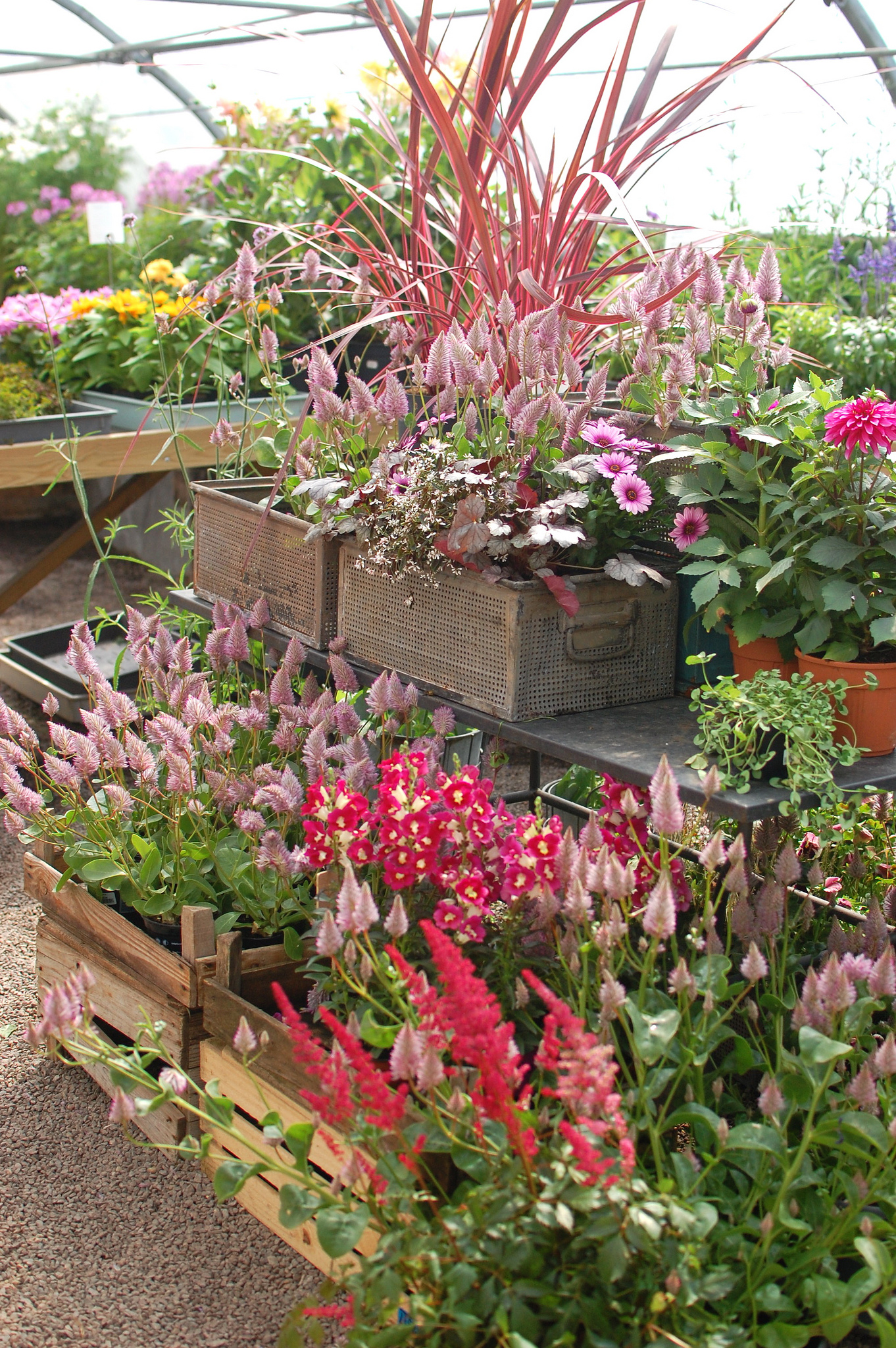 Colorful Flowers Inside a Swedish Nursery