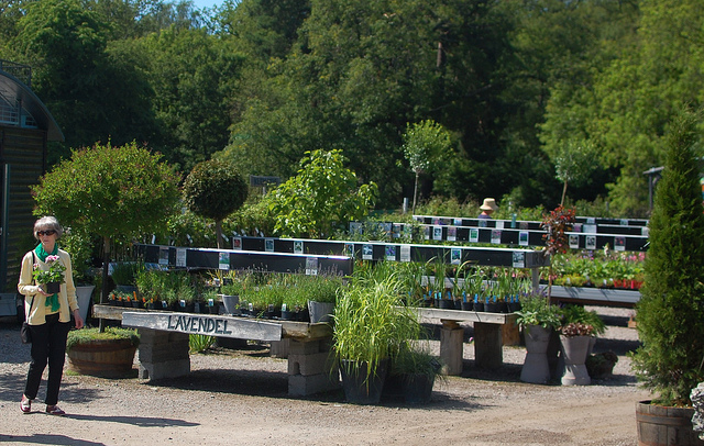 Herbs, perennials, and shrubs at Swedish nursery