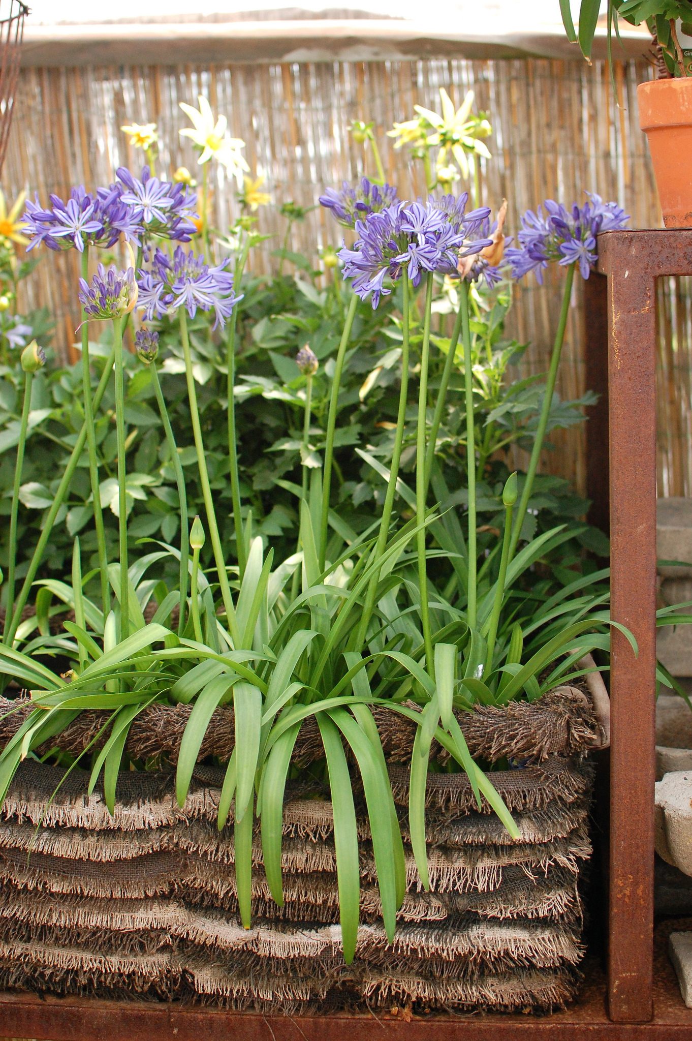 Agapanthus in Raffia Planter