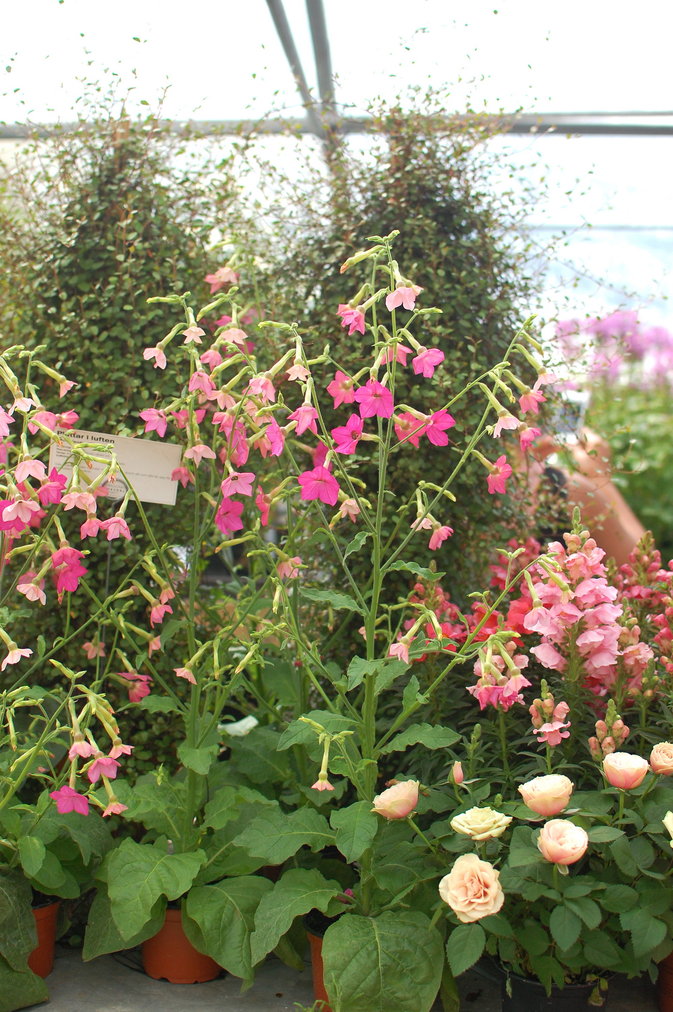 Colorful Plants in a Swedish Nursery