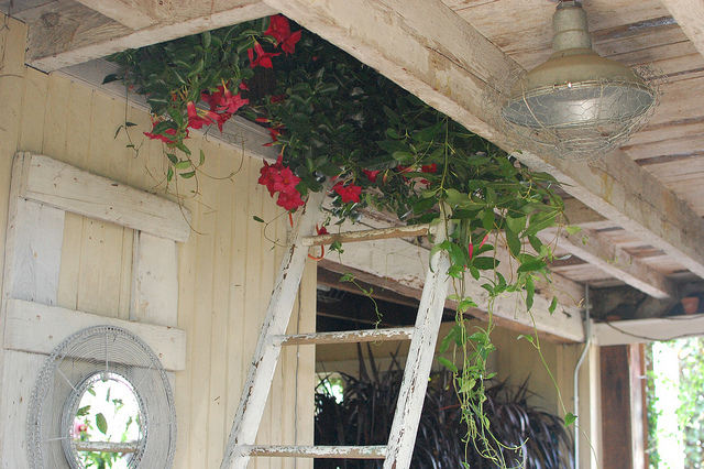 Flowers Growing From an Attic