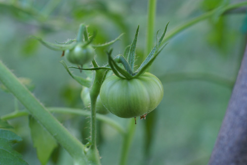 tomato growing on plant