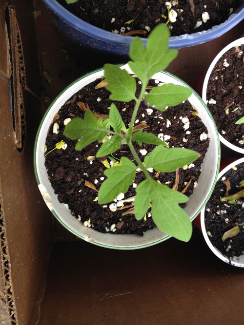 tomato seedling