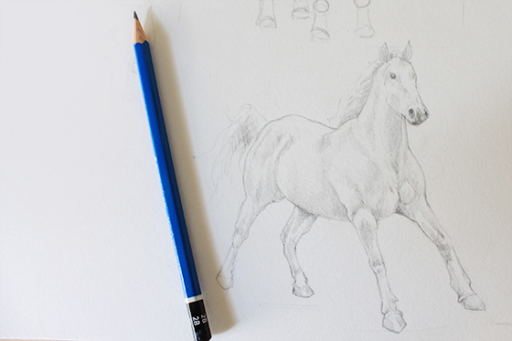 Shadows of horse's body and hair