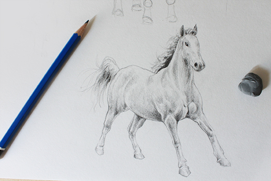 Horse drawing