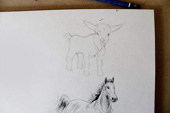 Outline and sketch of goat