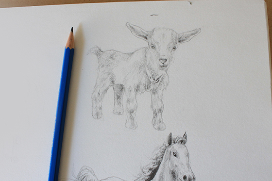 Completed goat drawing