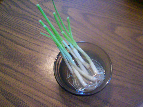 green onions in a jar