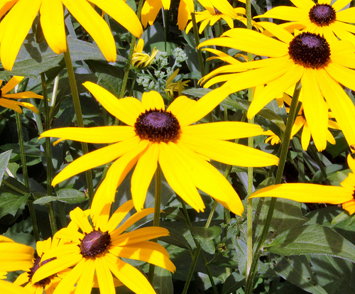 Black-Eyed Susan wildflowers can be grown in containers.