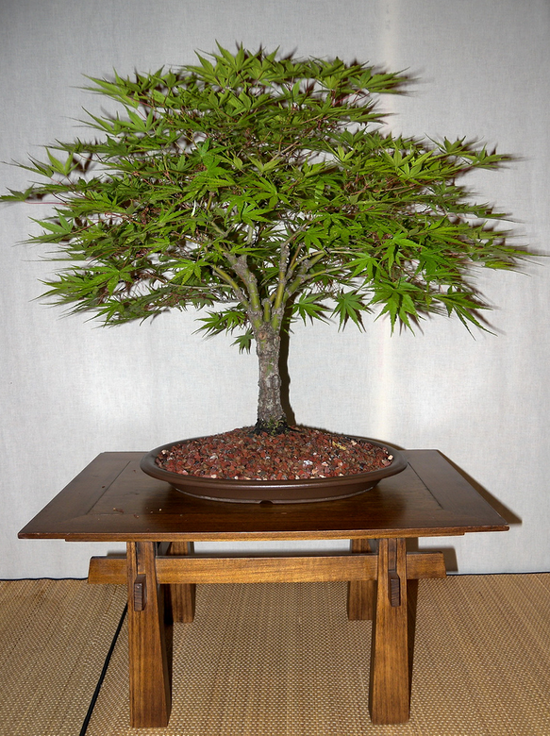 broom style bonsai