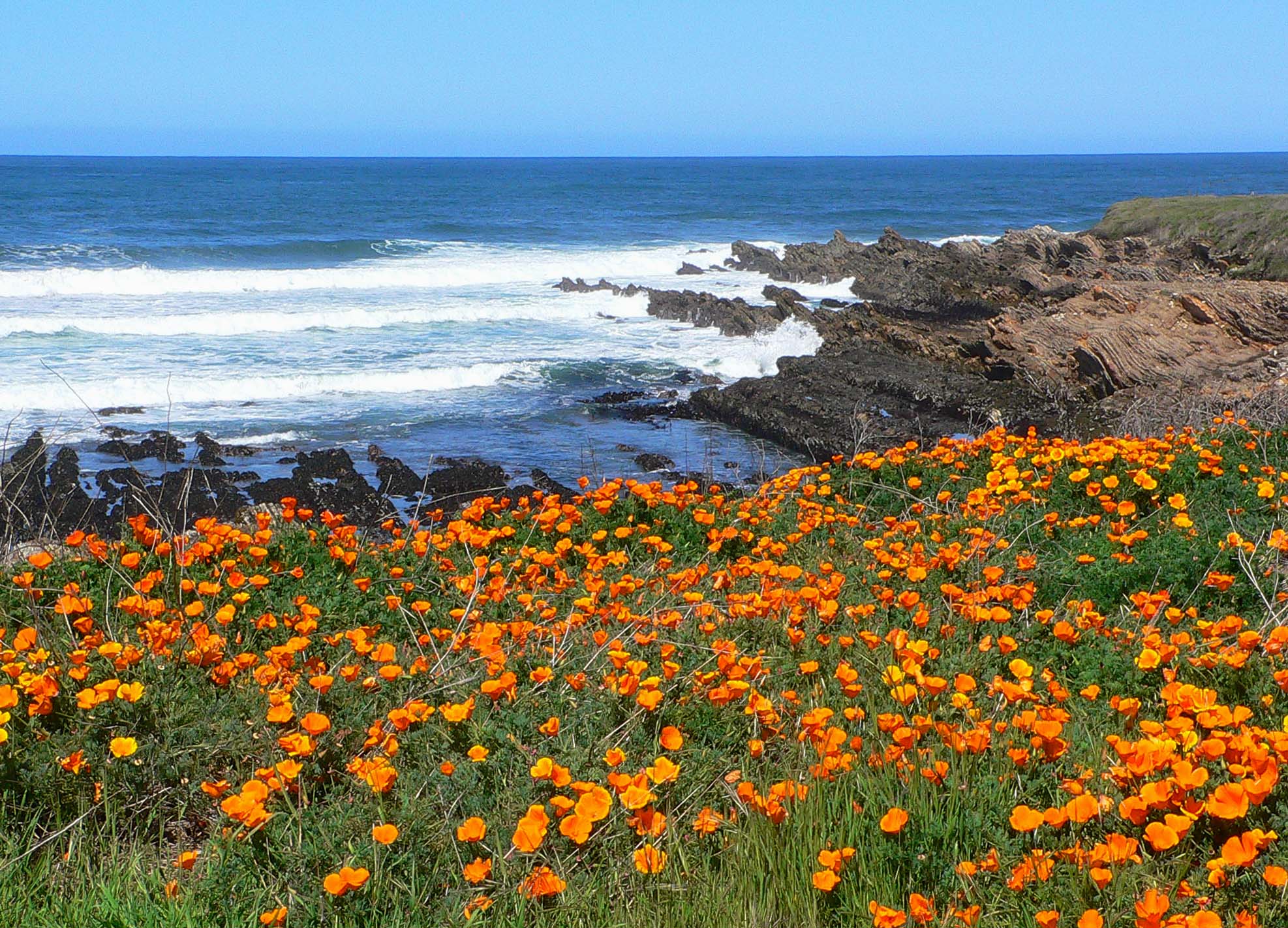 California poppies are beautiful wildflowers to grow.