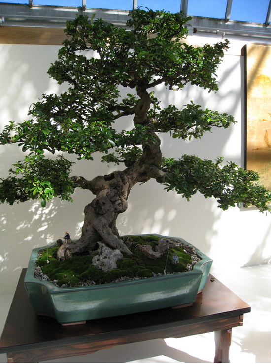 Informal upright bonsai