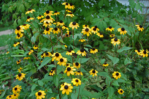 Big blooming rudbeckia is often called black-eyed susan.