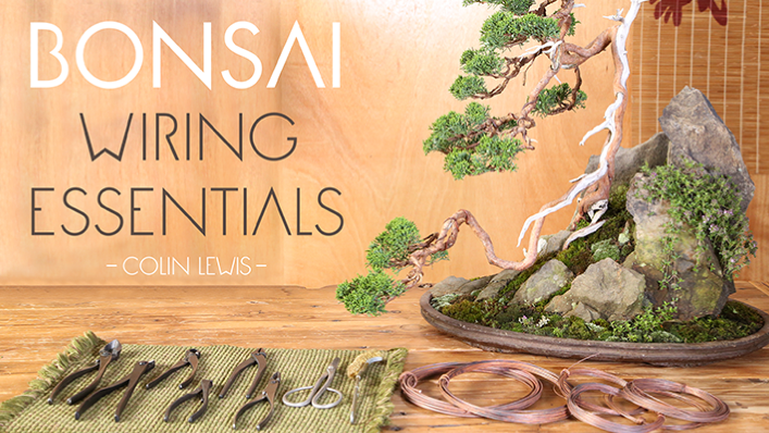 Bonsai Wiring Essentials Craftsy Class