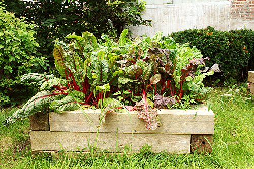 Swiss chard